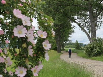 Pappelallee Richtung Oybin-Töpfer