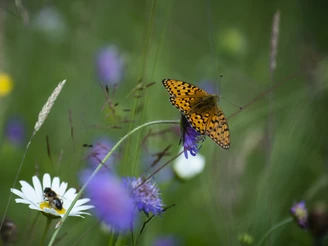 Flora und Fauna im Schwarzbachtal Ein Schmetterling und eine Biene auf der Blumenwiese