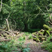 Naturpfad Märchenwald Rundweg in Einbeck