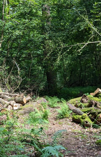 Naturpfad Märchenwald Rundweg in Einbeck