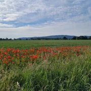 Grüne Wiese mit roten Mohnblumen vor dem bewaldeten Wiehengebirge unter leicht bewölktem Himmel.