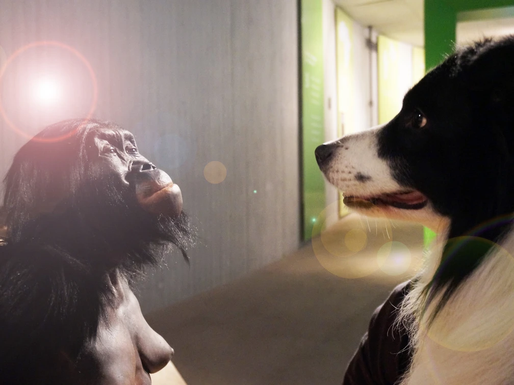 DoggyDay im Neanderthal Museum Ein Hund und eine Schimpansenfigur stehen sich im Neanderthal Museum aufmerksam gegenüber.