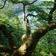 Einblick in die Weltnaturerbeflaeche des NLPs_Wooghölle_NLP KE.JPG