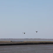 Wattwandern