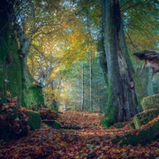 Mystische Wege und Wälder rund um Bad Zwesten