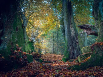 Mystische Wege und Wälder rund um Bad Zwesten