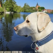 Hund mit Schwan am Schulsee.jpg