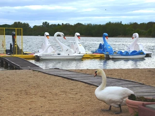 Tretboote in Schwanenform am Salzgittersee