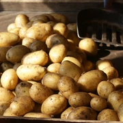 Gemüse, Wochenmarkt, 02063_gk.JPG