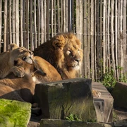 Cologne Zoo Zwei ruhende Löwen, umgeben von Felsen und einem hölzernen Zaun im Kölner Zoo.Two resting lions, surrounded by rocks and a wooden fence at Cologne Zoo.
