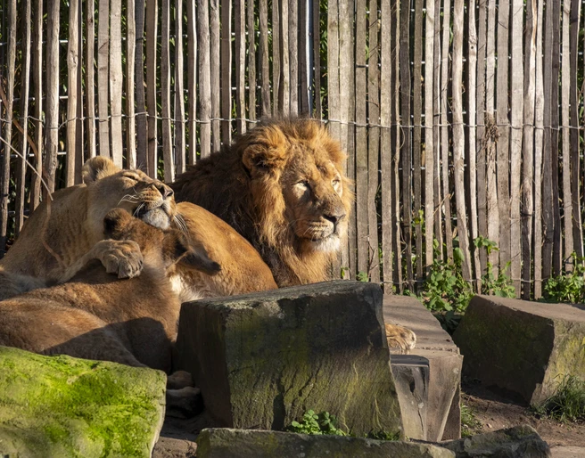 Cologne Zoo Zwei ruhende Löwen, umgeben von Felsen und einem hölzernen Zaun im Kölner Zoo.Two resting lions, surrounded by rocks and a wooden fence at Cologne Zoo.