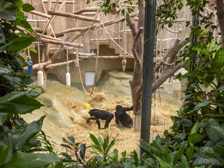 Cologne Zoo Das Bild zeigt zwei Gorillas in einem natürlichen Habitat, umgeben von Seilen und Baumstämmen zum Klettern, umrahmt von dichter Vegetation im Kölner Zoo.The picture shows two gorillas in a natural habitat, surrounded by ropes and tree trunks for climbing, framed by dense vegetation at Cologne Zoo.