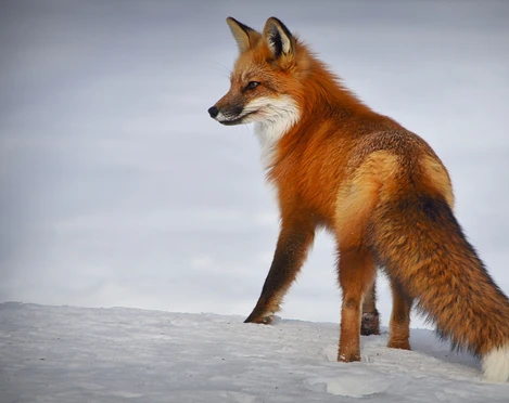 Fox in winter Fuchs steht im SchneeFox standing in the snowLe renard se tient dans la neige