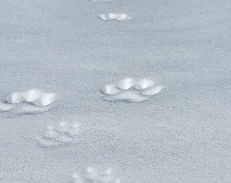 Traces d'animaux dans la neige Tierspuren auf verschneiter FlächeAnimal tracks on a snow-covered surfaceTraces d'animaux sur une surface enneigée
