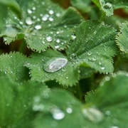 Frauenmantel Frauenmantel