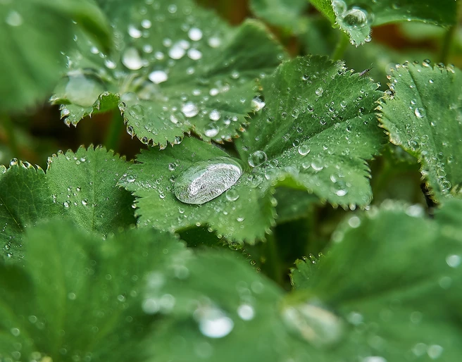 Frauenmantel Frauenmantel