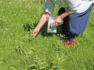 Wie bestimme ich eine Wildpflanze Älter Frau greift nach einer weissblühenden WildpflanzeElderly woman reaches for a white-flowered wild plantUne femme âgée saisit une plante sauvage à fleurs blanches