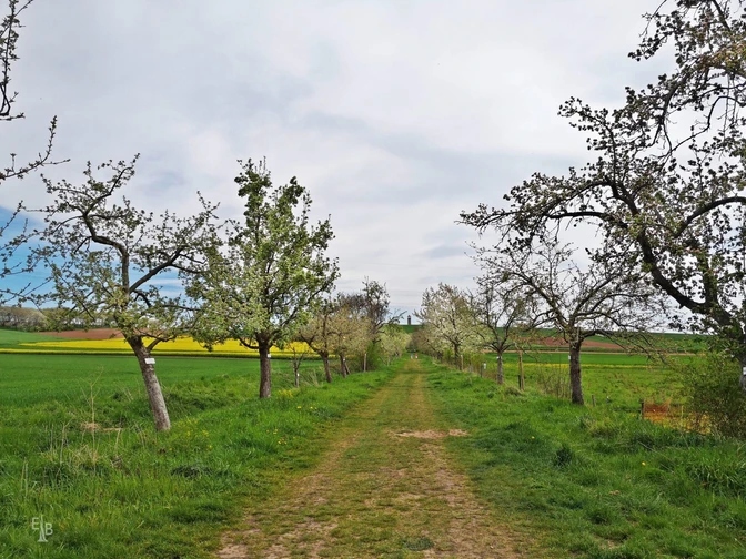 Streuobstwanderweg Mingerode
