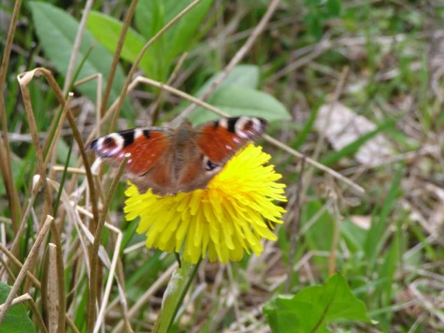 Löwenzahn mit Pfauenauge