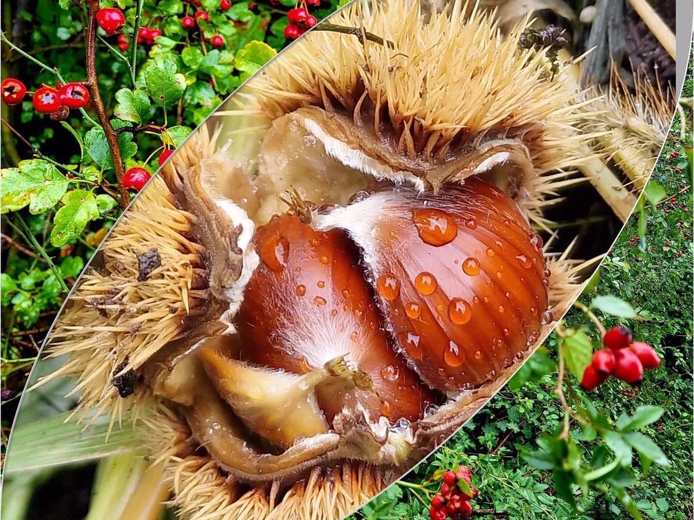 Esskastanie und andere Früchte des Herbstes