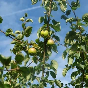 Baum des Jahres Apfel Wildapfel
