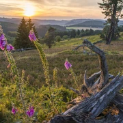 heidelandschaft-willingen-klaus-peter-kappest-c_-sauerland-wanderdoerfer.jpg