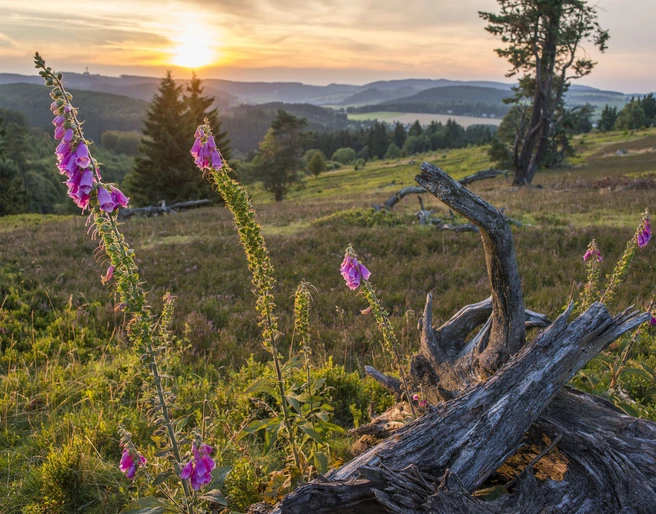 heidelandschaft-willingen-klaus-peter-kappest-c_-sauerland-wanderdoerfer.jpg