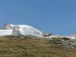 Riederalp - Kuh