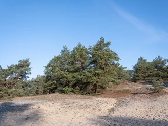 Auf der Stixer Wanderdüne