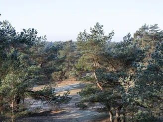 Blick über die Stixer Wanderdüne