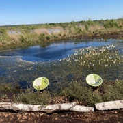 NSG Totes Moor_Foto Elke Bohn.JPG