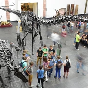 Dinosaal im Senckenberg Museum