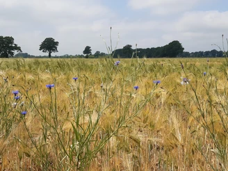 Getreidefeld GetreidefeldGrain fieldChamp de céréalesGraanveldKornmark