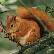 Eichhörnchen