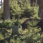 Wisent-Wildnis am Rothaarsteig