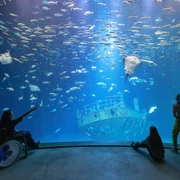 Im größten Aquarium „Offener Atlantik“ schwimmen Makrelenschwärme, Ammen- und Glatthaie sowie verschiedene Rochenarten über dem Nachbau eines elf Meter langen Schiffswracks (Foto: Anke Neumeister/Deutsches Meeresmuseum)