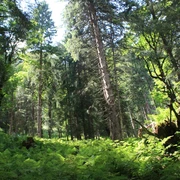 Bergmischwald.jpg Bergmischwald.jpg