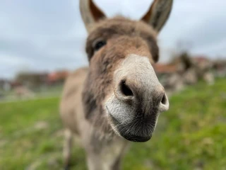 Newsletter-Haustierpark.jpg Eselmaul ganz nah vor der Kamera