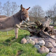 Esel steht an einem Hügel