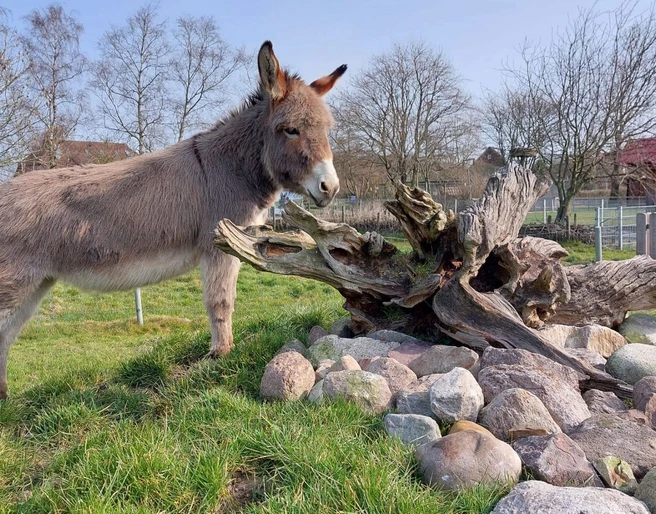 Esel steht an einem Hügel