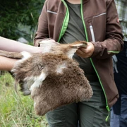En route avec le Ranger dans l'habitat du chevreuil Ein Exkursionteilnehmer fasst das Felle eines Rehs anAn excursion participant touches the hide of a deerUn participant à l'excursion touche la peau d'un chevreuil