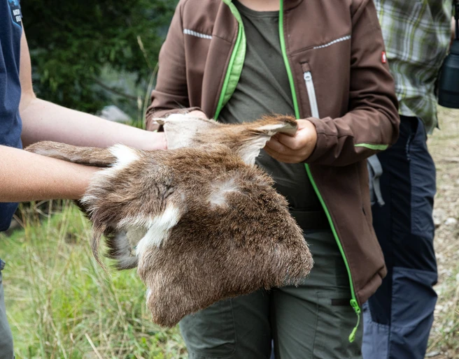 Unterwegs mit dem Ranger im Lebensraum des Rehs Ein Exkursionteilnehmer fasst das Felle eines Rehs anAn excursion participant touches the hide of a deerUn participant à l'excursion touche la peau d'un chevreuil