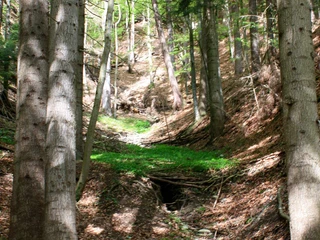 themenweg-gummischlucht-gunten-wald.jpg