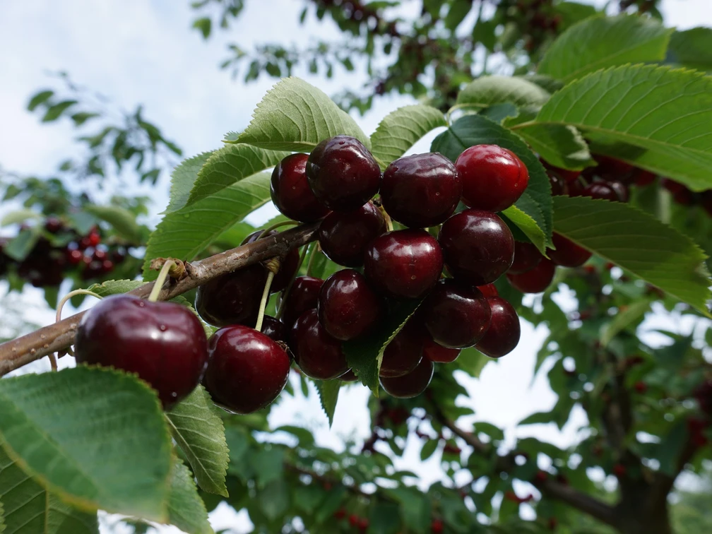Kirschen an der Obst- und Hofladenrunde