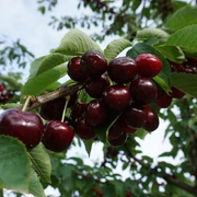 Kirschen an der Obst- und Hofladenrunde