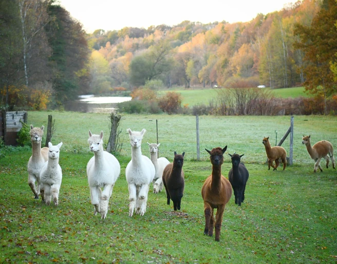 Blick auf die Alpakas und ins Chemnitztal