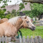 Pferdehof Fischer Zwei braune Pferde mit heller Mähne stehen auf einer grünen Wiese hinter einem Holzzaun, umgeben von Bäumen und einem Gebäude im Hintergrund.