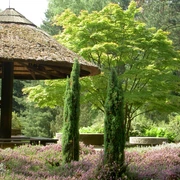 Forest Botanical Garden Ein hölzerner Pavillon steht malerisch im Forstbotanischen Garten. Umgeben von blühendem Heidekraut und eleganten Zypressen, erhebt sich ein üppiger Laubbaum im Hintergrund. Der Ort strahlt Ruhe und Naturverbundenheit aus.A wooden pavilion stands picturesquely in the forest botanical garden. Surrounded by flowering heather and elegant cypresses, a lush deciduous tree rises in the background. The place radiates peace and closeness to nature.
