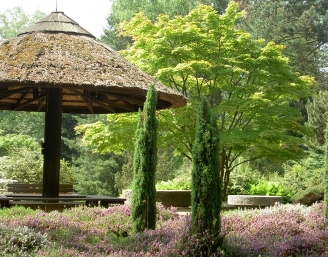 Forest Botanical Garden Ein hölzerner Pavillon steht malerisch im Forstbotanischen Garten. Umgeben von blühendem Heidekraut und eleganten Zypressen, erhebt sich ein üppiger Laubbaum im Hintergrund. Der Ort strahlt Ruhe und Naturverbundenheit aus.A wooden pavilion stands picturesquely in the forest botanical garden. Surrounded by flowering heather and elegant cypresses, a lush deciduous tree rises in the background. The place radiates peace and closeness to nature.