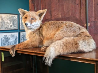 Schloss Heidegg, Ausstellung Riesen und Rosen. Der Heidegger Fuchs